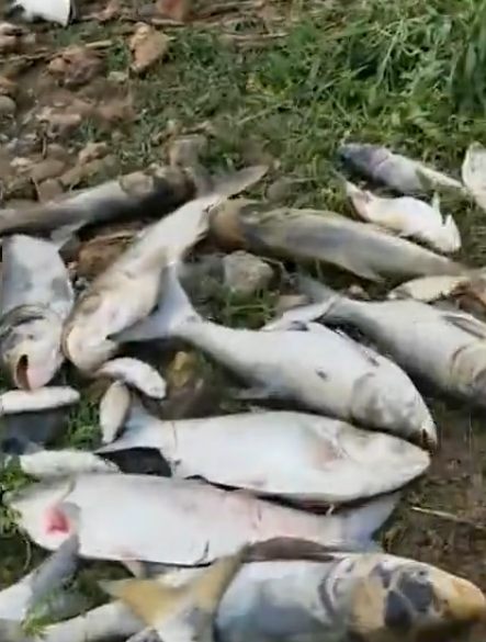 污染物超标572倍！石油污染殃及鱼池 4万斤鱼几天之内全死光损失40多万