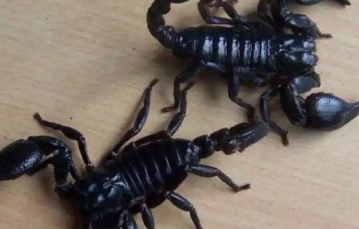 陕西渭南:被咬女孩脑死亡 21岁女孩网购银环蛇被咬伤