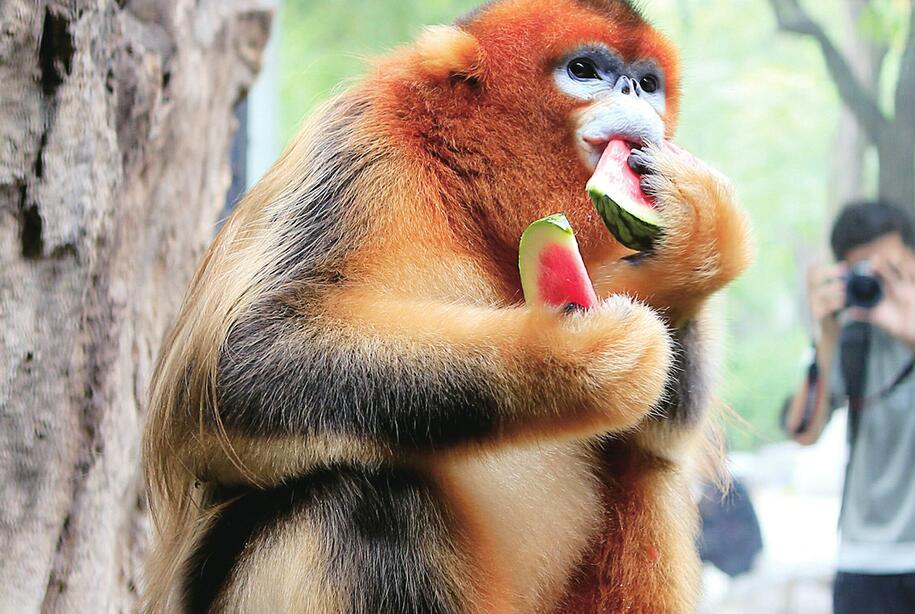 三伏天动物享清凉