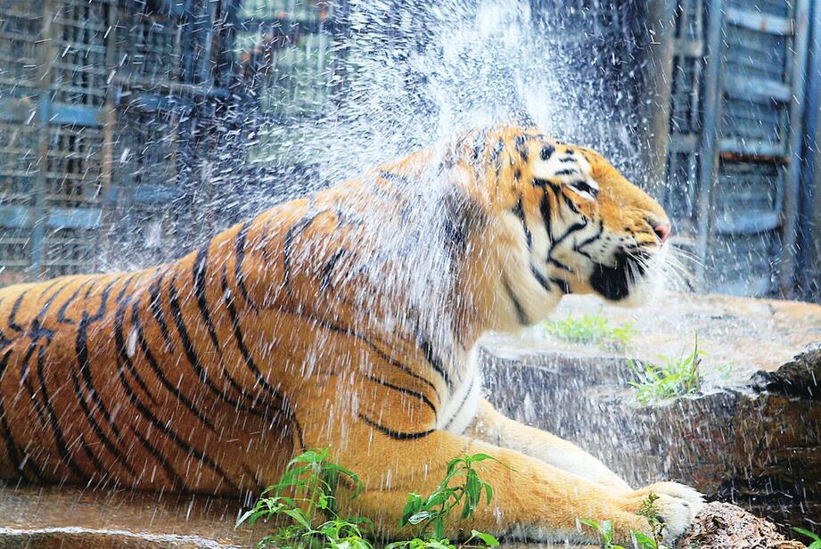 三伏天动物享清凉