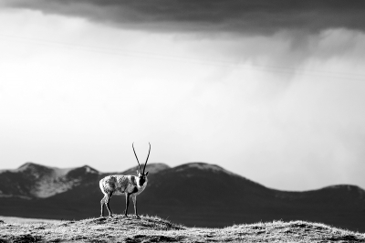 国新办发布《青藏高原生态文明建设状况》白皮书 藏羚羊从6万多恢复到20多万