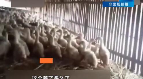 内幕惊人！18元烤鸭调查 看完这些你还要吃路边摊的香酥烤鸭？