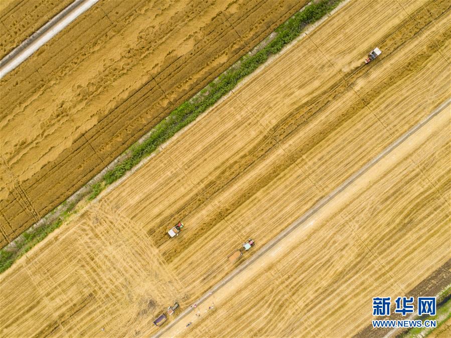 乡村振兴战略开局有力 农业农村发展亮点频现