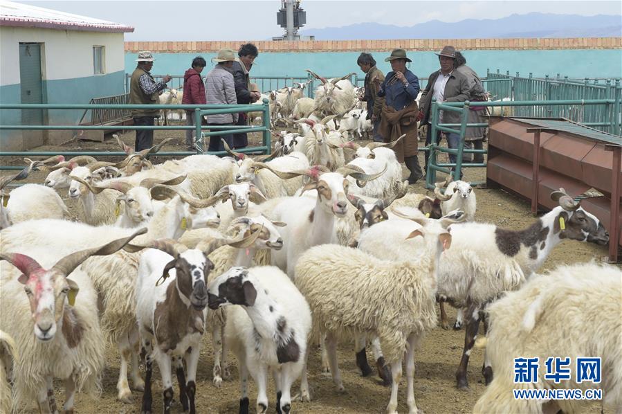 乡村振兴战略开局有力 农业农村发展亮点频现