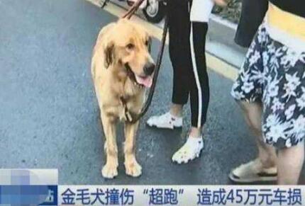 汪星人摊上大事了!金毛撞坏兰博基尼 45万维修费狗主人赔了4.5万