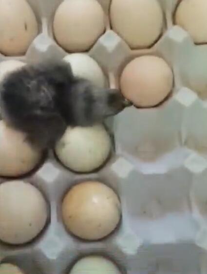 惊天奇闻!鸡蛋放阳台孵出小鸡 黑色绒毛不会是烤糊了吧
