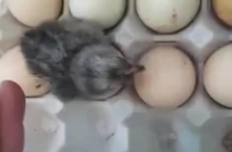 热到蒸发!鸡蛋放阳台孵出鸡 