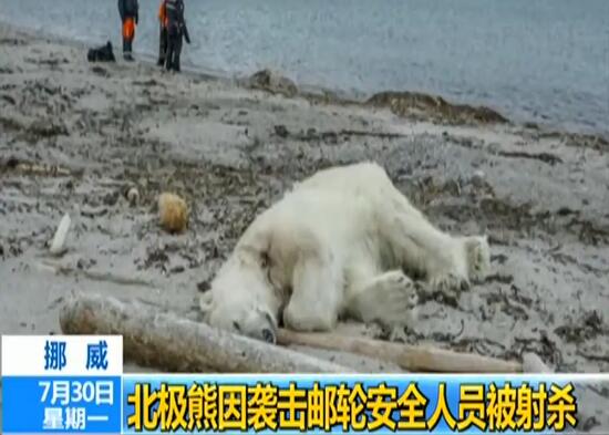 无辜枉死！北极熊伤人遭射杀 人类擅闯北极熊栖息地还大开杀戒
