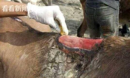 累坏小毛驴！胖游客越来越多 希腊小岛毛驴脊柱受损被压脱皮