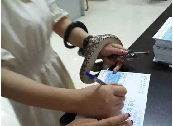 力求高度还原事情经过？抓活蛇看急诊 姑娘被蛇咬抓活蛇就医