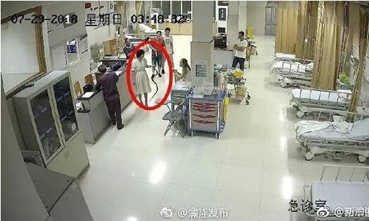 力求高度还原事情经过？抓活蛇看急诊 姑娘被蛇咬抓活蛇就医