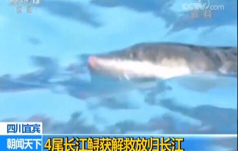 4尾长江鲟获解救 长江水域