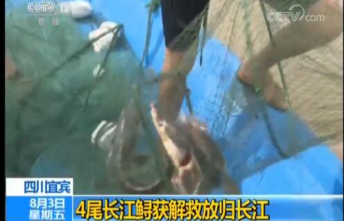 4尾长江鲟获解救 长江水域