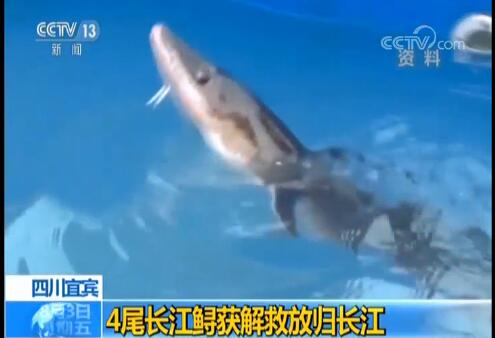 4尾长江鲟获解救 长江水域