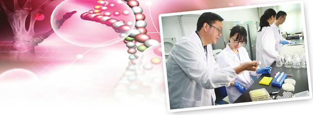 染色体大剪拼16条合1条 人造单条染色体真核细胞问世