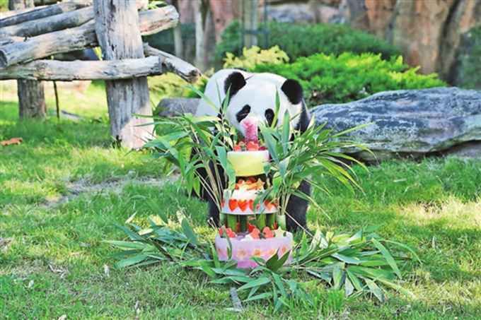 法大熊猫宝宝庆生 “圆梦”爸爸妈妈是旅法大熊猫“圆仔”和“欢欢”