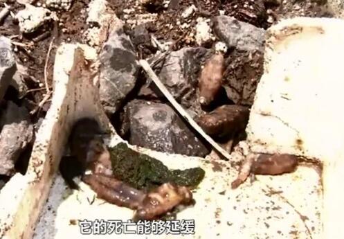 高温杀!大连海参被热死 事件背后原因及详情如