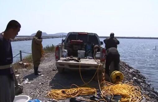 高温杀!大连海参被热死 事件背后原因及详情如何