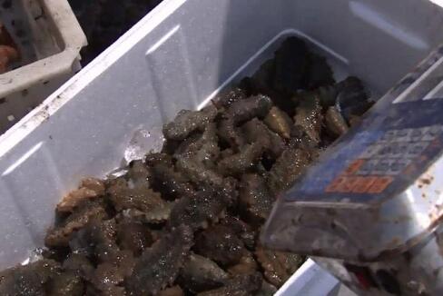 高温杀!大连海参被热死 事件背后原因及详情如何