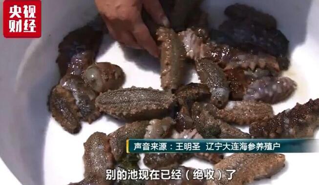 热到融化?大连海参被热死 辽参