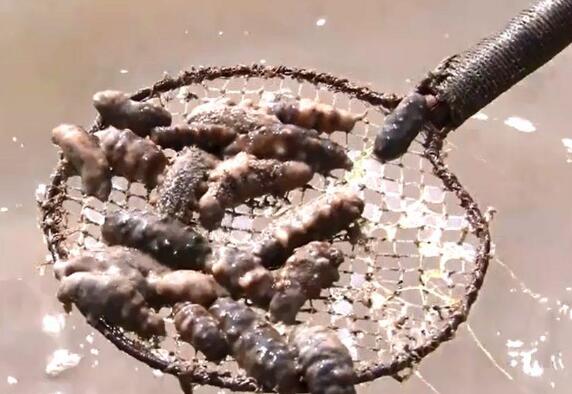 生命不能承受之热!大连海参被热死 气温破40℃好几个养殖户哭了