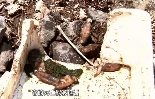 生命不能承受之热!大连海参被热死 气温破40℃好几个养殖户哭了