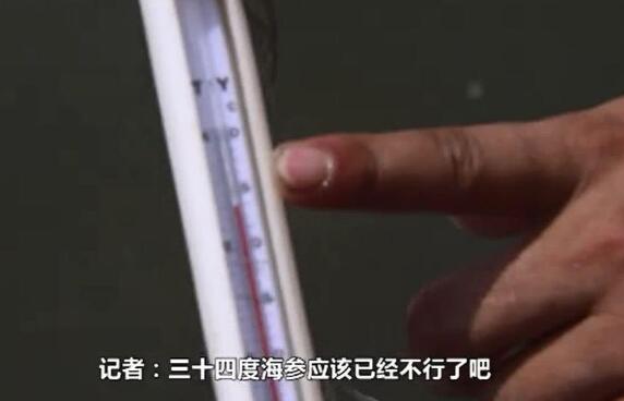 生命不能承受之热!大连海参被热死 气温破40℃好几个养殖户哭了