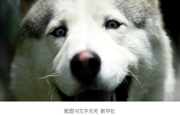 吓skr人了！拼车拼到两条大狗 女乘客