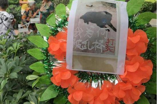 成都：业主为狗挂花圈讨公道 