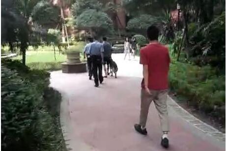 吓人！1米长无证德牧咬伤少年 涉事犬只被强制收容