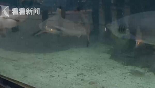 怪谁呢?驴被咬受惊踢奥迪 咬驴狗逃逸 史上最难定责车祸 