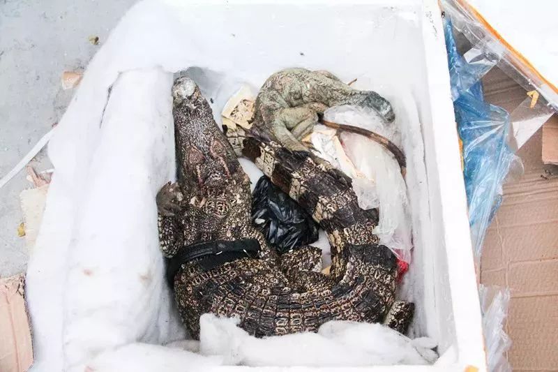 吓死宝宝了!女子网购收到鳄鱼 保健品是如何神奇的变成动物的?