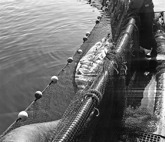 争议！生食三文鱼标准出炉 没有虹鳟具体怎么回事背后原因是什么