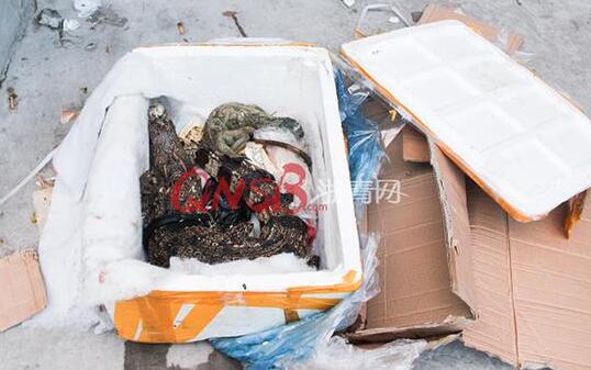 女子网购收到鳄鱼 闻到怪味打开泡沫箱一看吓坏了!