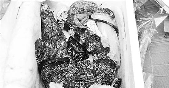 吓人！女子网购收到鳄鱼到底怎么回事？具体原因情况介绍