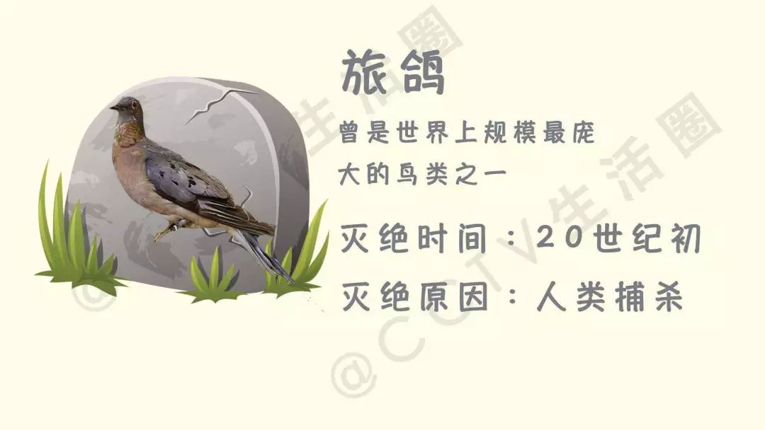 今日七夕 最残忍的礼物具体是什么 怎样避免伤害“小生命”