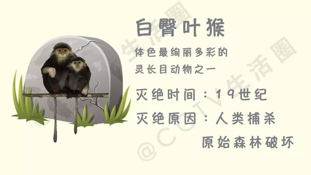 今日七夕 最残忍的礼物具体是什么 怎样避免伤害“小生命”