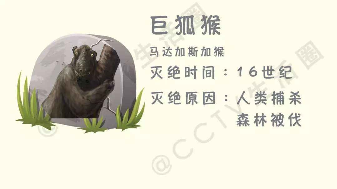 今日七夕 最残忍的礼物具体是什么 怎样避免伤害“小生命”