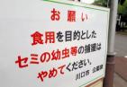 日本一公园设日英中三语告示牌 禁止游客捕食幼蝉