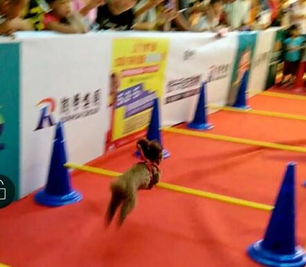 2018����񻶽ڻ���лĻ