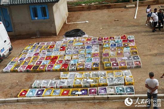 云南保山特大非法运输动物案:近4千条活蛇塞满车厢