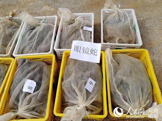 云南保山特大非法运输动物案:近4千条活蛇塞满车厢