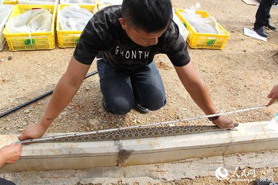 云南保山特大非法运输动物案:近4千条活蛇塞满车厢