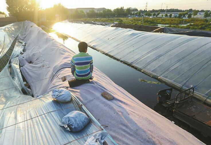 保卫大棚 寿光受灾菜农的不甘与自救