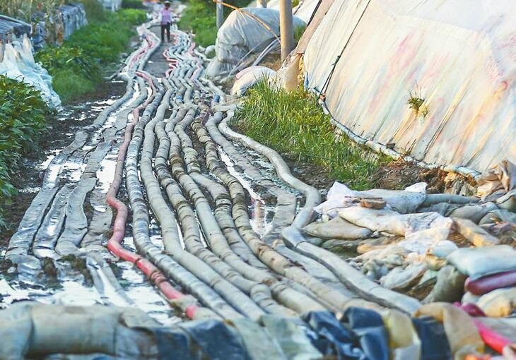 保卫大棚 寿光受灾菜农的不甘与自救