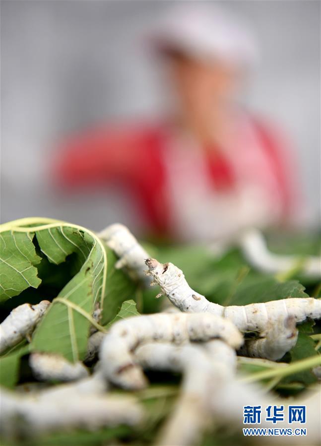 山东沂源：“车间化”养蚕助增收