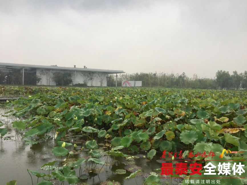 日照依托生态家底 大力打造乡村振兴新模板