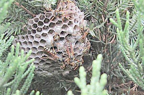 见怪不怪?出殡扰公墓马蜂窝 11人入院治疗3人病重急转院太惨了