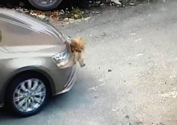 100元太贵?撞鸡赔6000