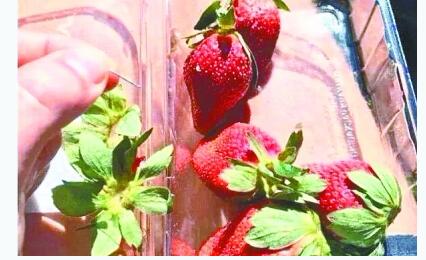 太吓人了!澳大利亚草莓藏针 咬一口满嘴血 官员建议切碎食用